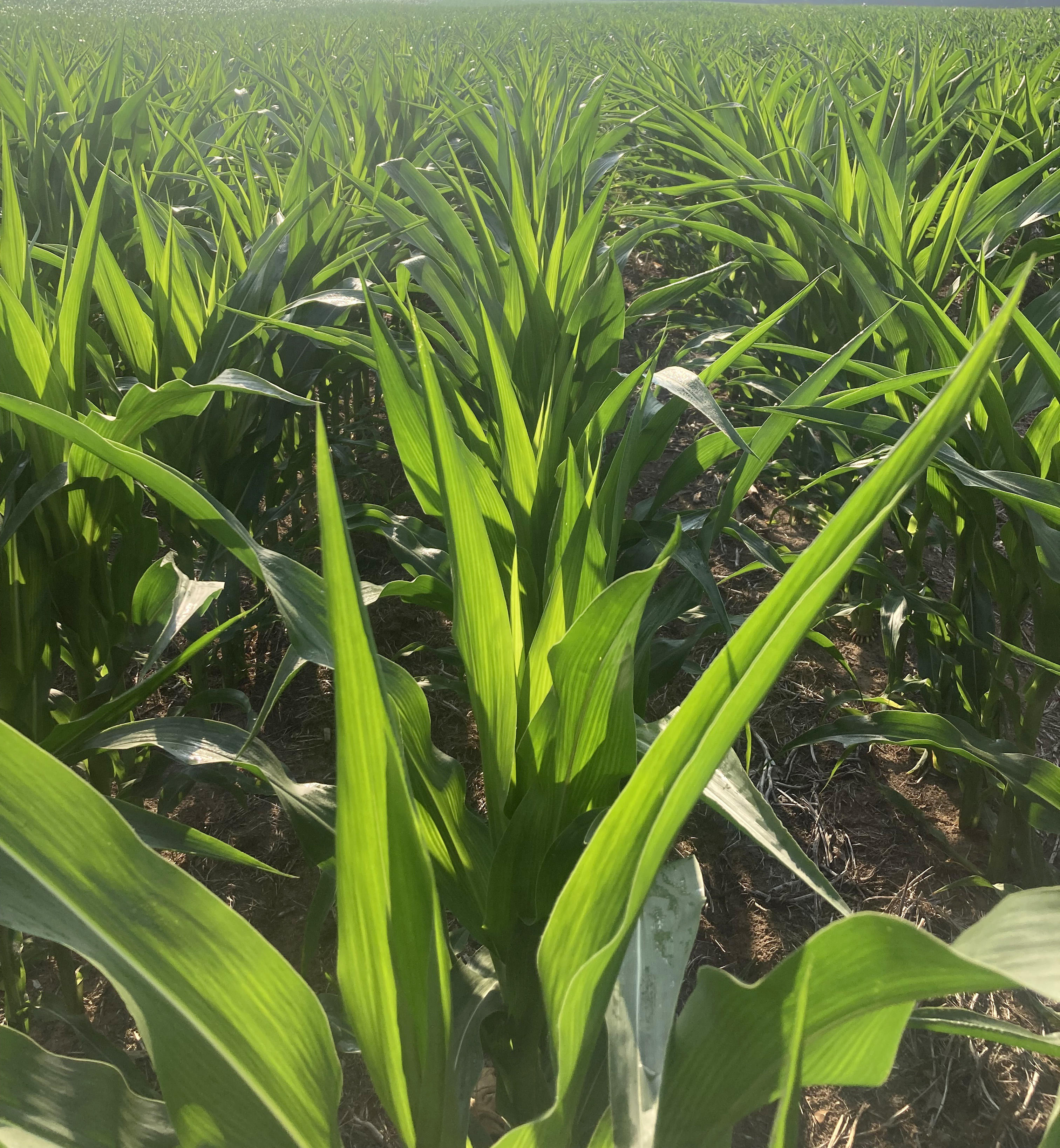 25 corn rolled leaves cropped.jpg